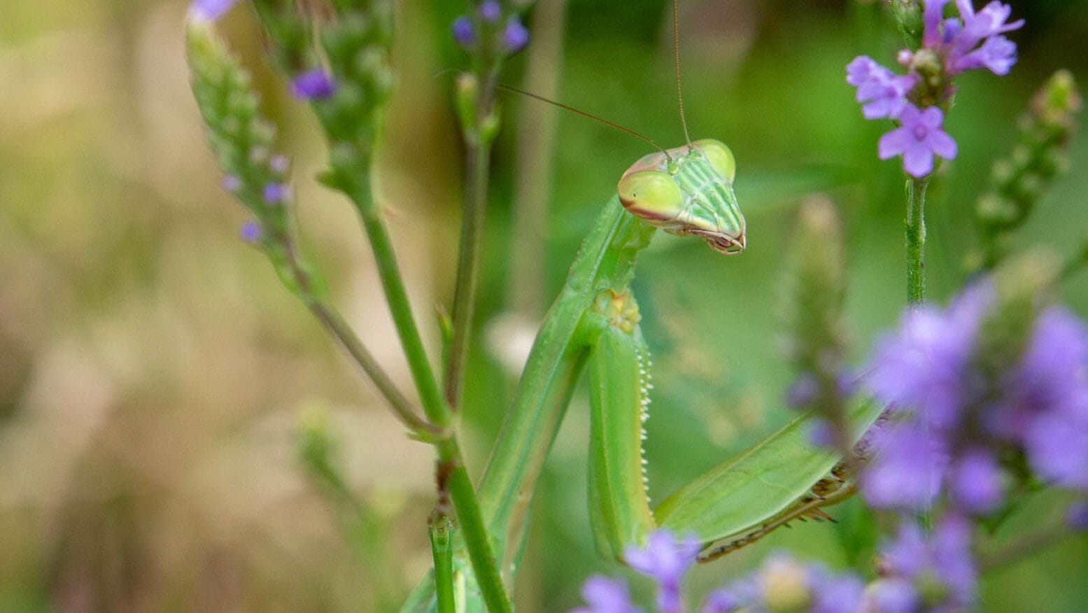 a green Chinese Mantis perched in purple flowers