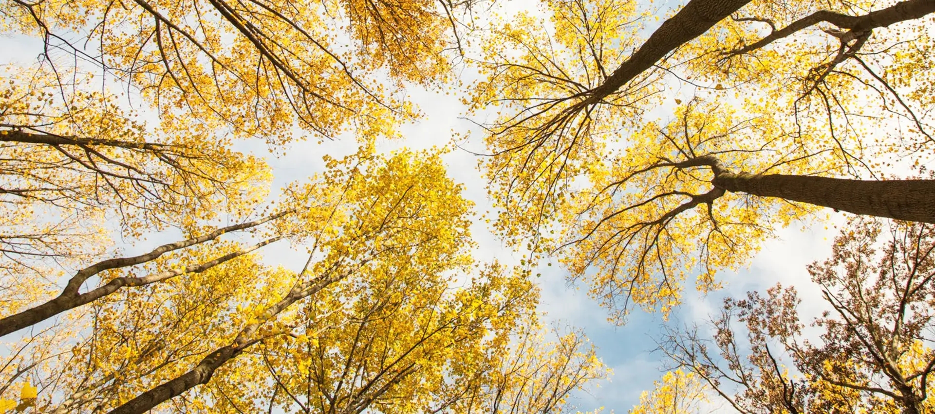 looking up to the sky with tall trees with yellow leaves