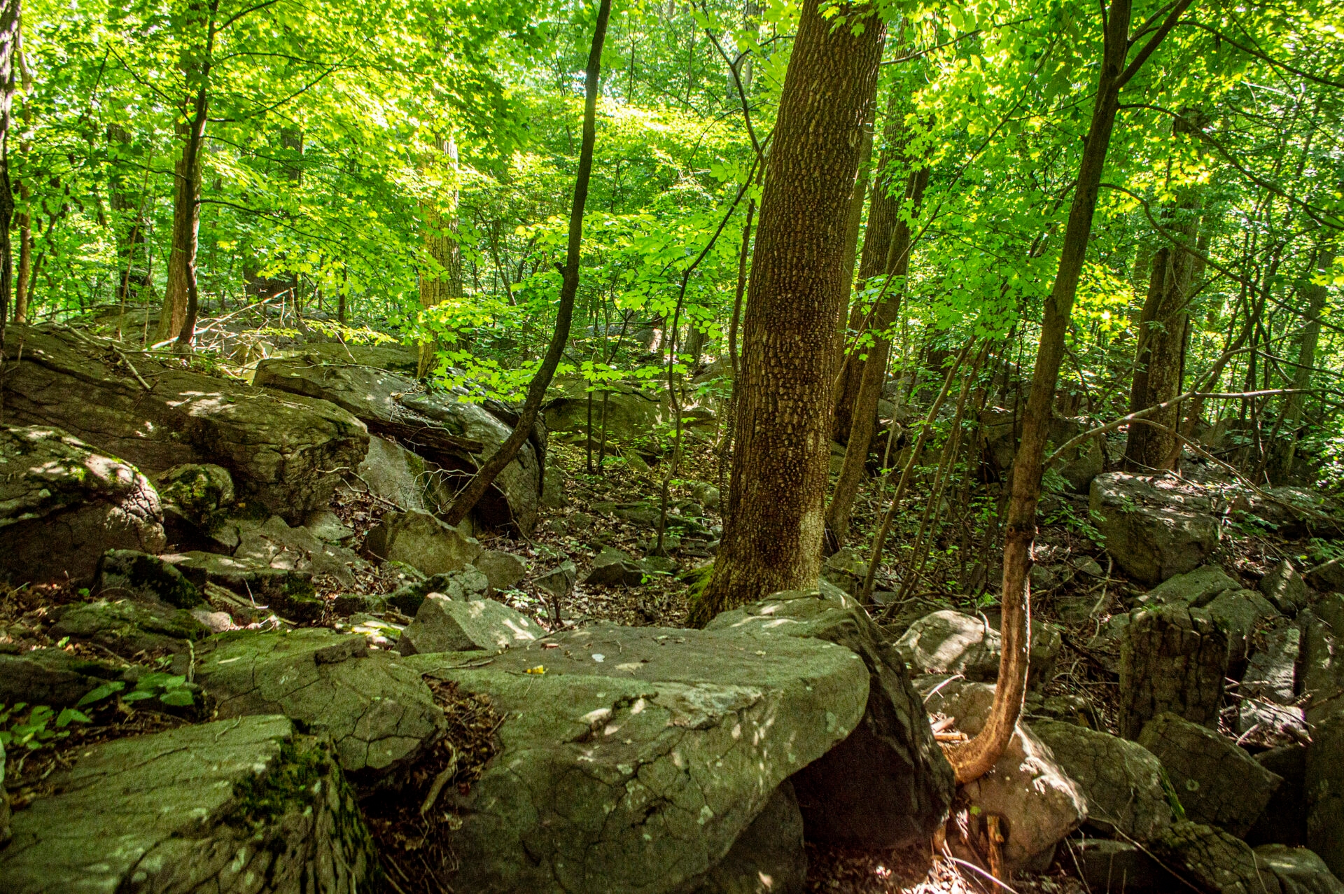 large rocks in the woods with trees full of green leaves