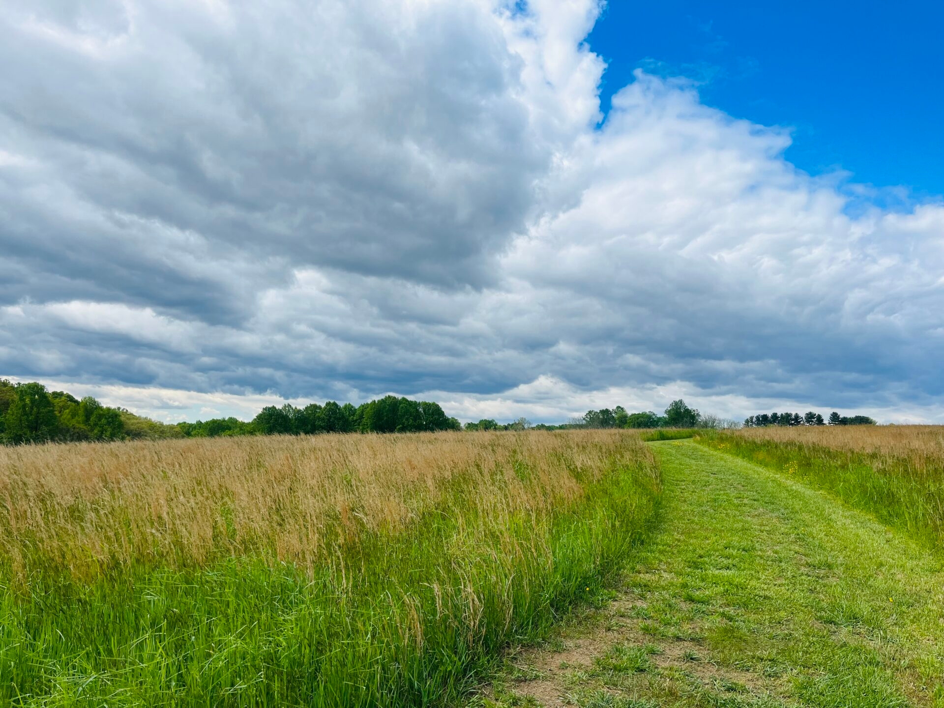 a grass trail through a meadow with trees in the background, a blue sky and fluffy clouds