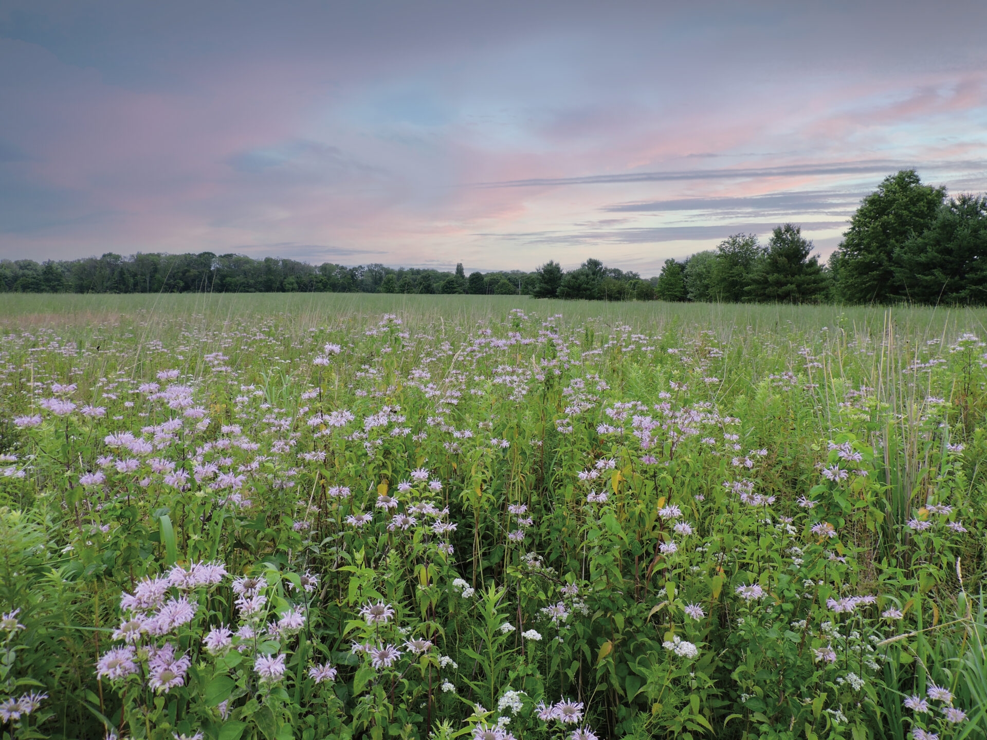 purplish flowers in bloom in a meadow with trees in the distant and a purplish sky