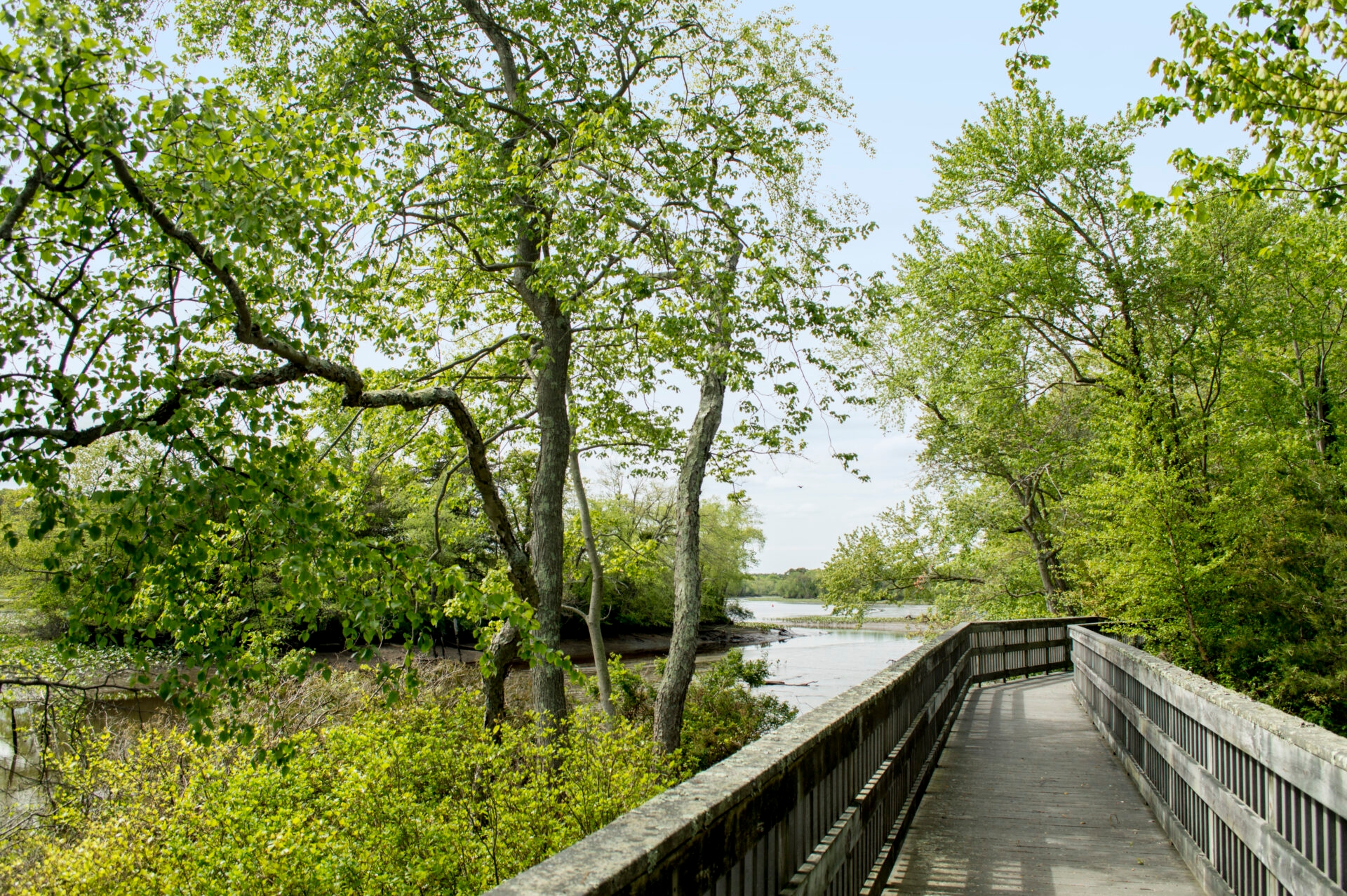 a landscape view of a wooden pathway over swampy water surrounded by green trees
