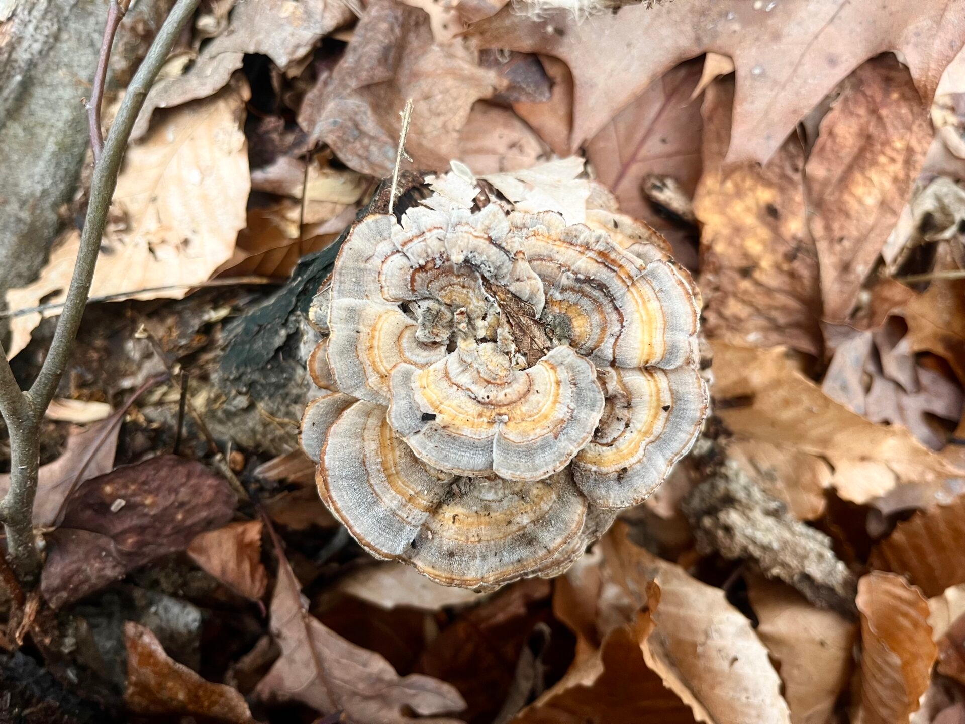 a close-up of a round fungus growing from a dead tree