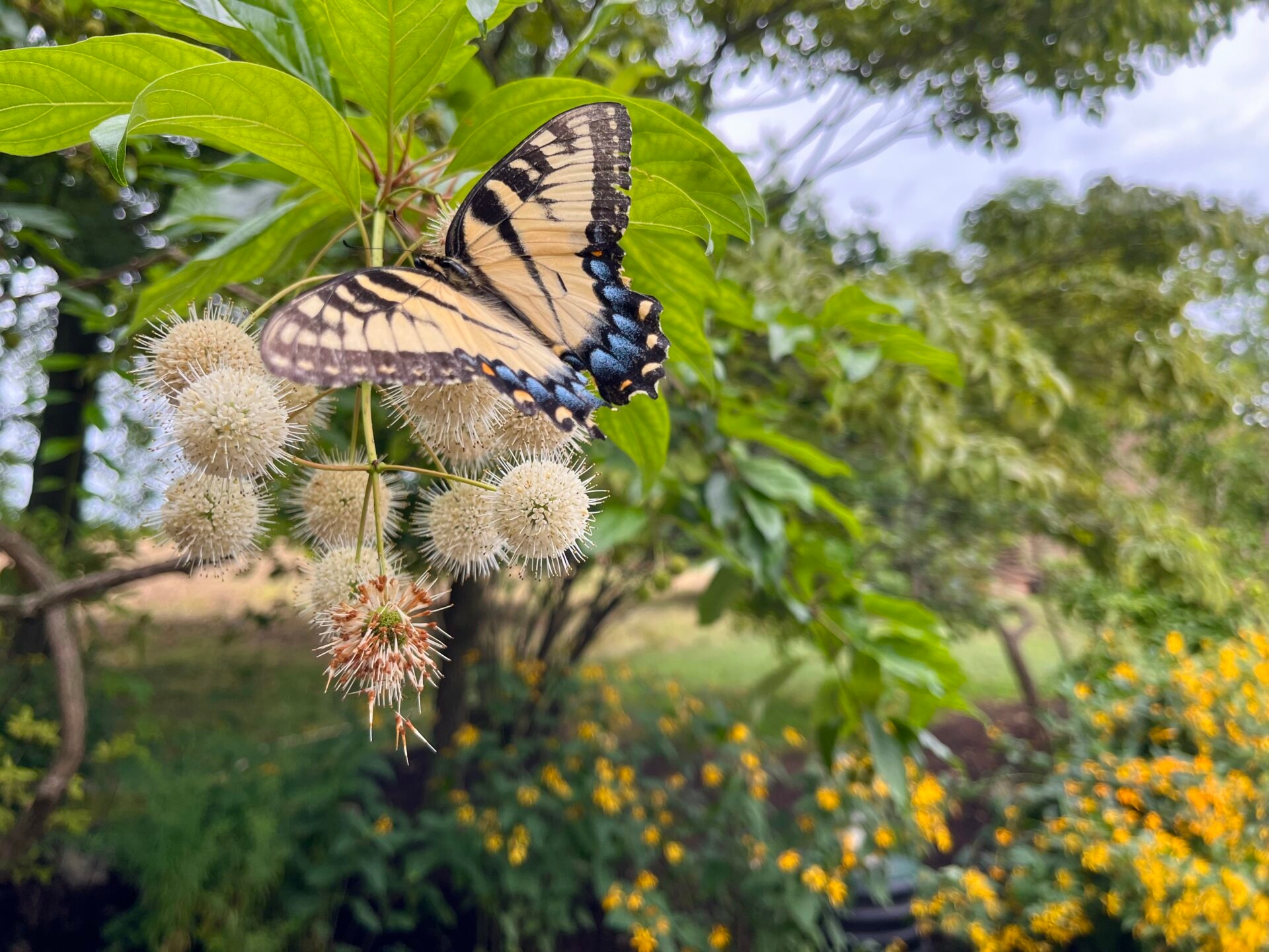 a yellow butterfly with black and blue markings on a shrub with white pom-pom-like flowers - An eastern tiger swallowtail on a buttonbush in a garden bed at Binky Lee Preserve in summer.
