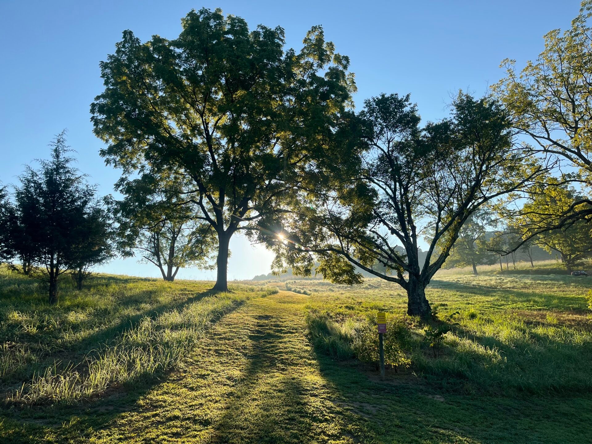 trees silhouetted by the late day sun with the sun peaking through and a mown grass trail through a meadow with a blue sky