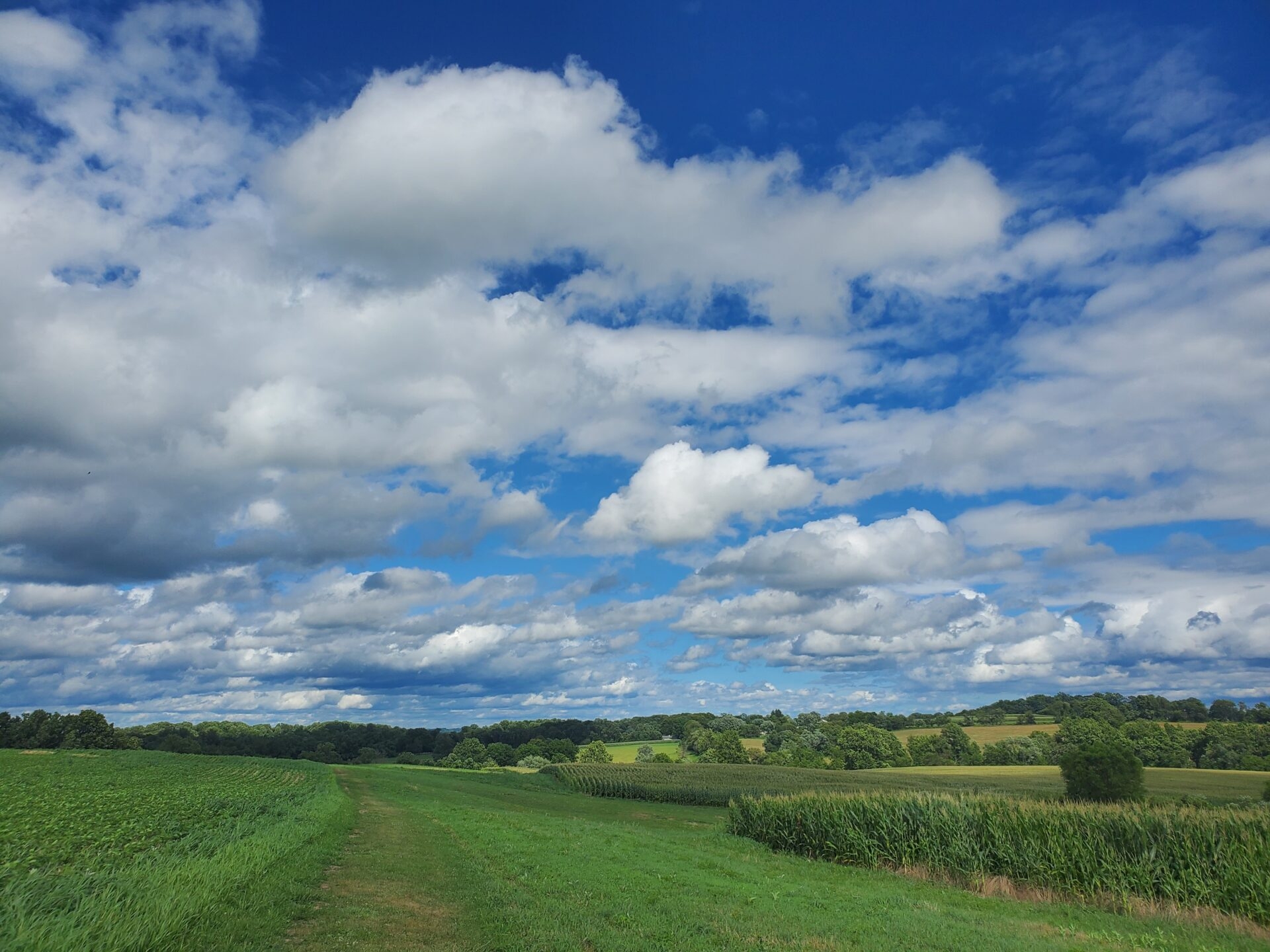 a vast landscape of agricultural fields with a mown trail and fluffy clouds in a bright, blue sky. - The agricultural landscape at ChesLen Preserve in summer with fluffy, white clouds in a bright, blue sky. 
