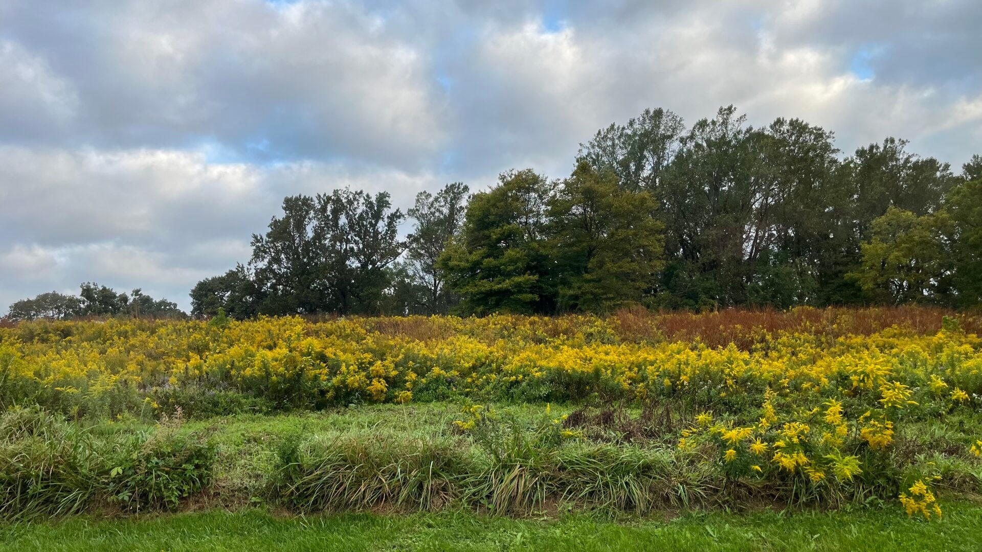 a field of yellow flowers and trees bent in the breeze with clouds in the sky - Yellow goldenrod blooming on a hillside at ChesLen Preserve on a cloudy, windy day in late summer.
