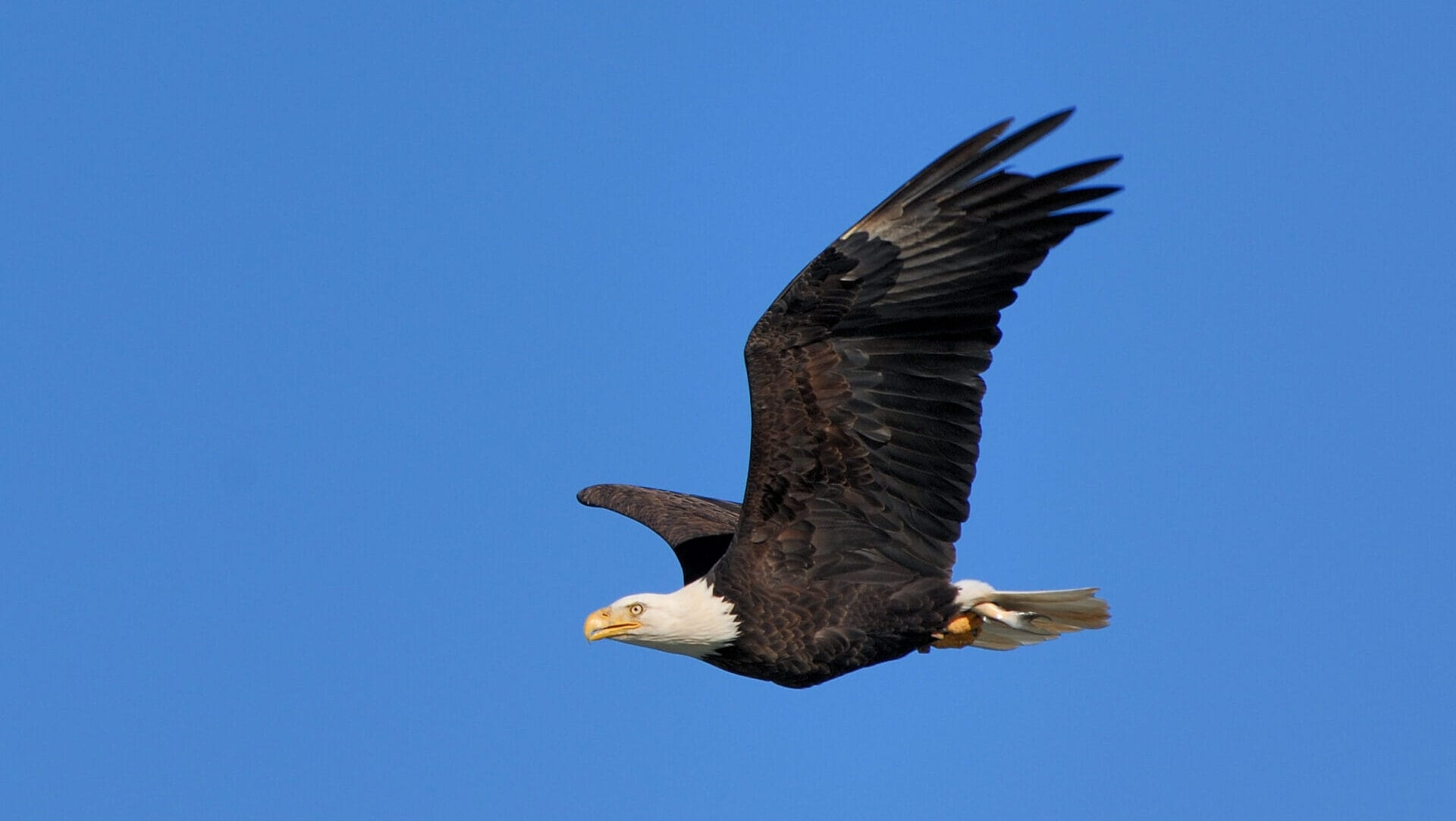 A majestic Bald Eagle, with its white head and tail, flying across a clear, blue sky - A majestic Bald Eagle flying across a clear, blue sky at Glades Wildlife Refuge, NJ. 
