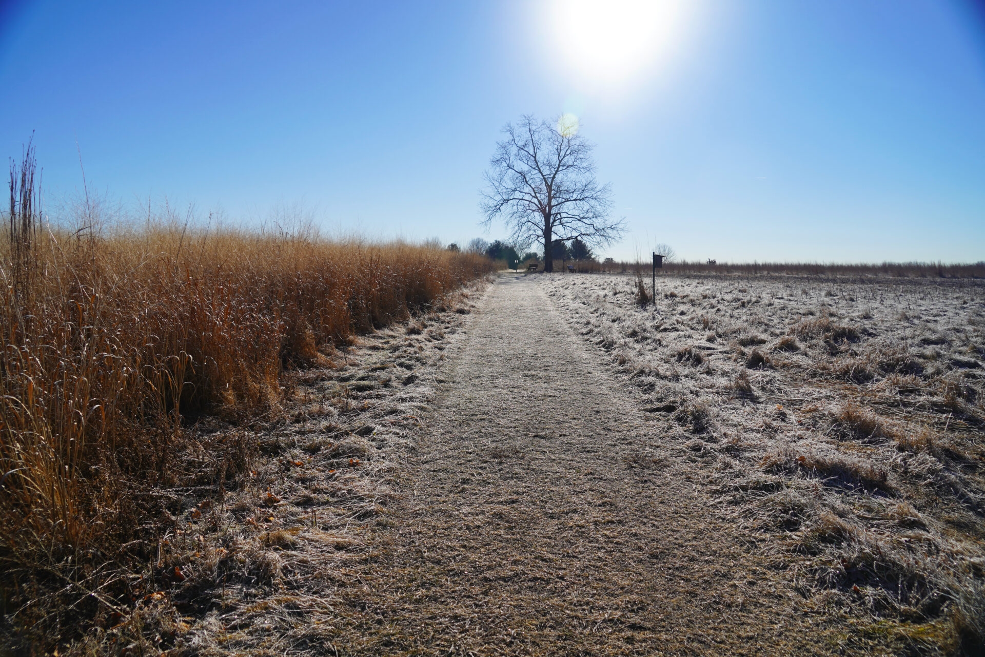 An icy path through a winter meadow with a bare hickory tree at the end of the path - A frosty trail at Gwynedd Preserve in winter.

