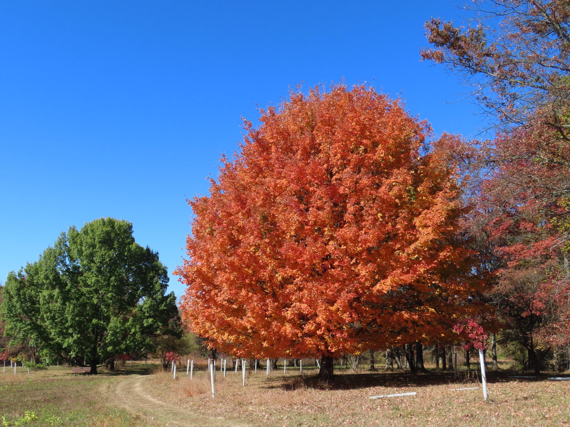 A tree full of orange leaves surrounded by tree saplings protected by tubes and a clear, blue sky - A tree full of orange leaves surrounded by tree saplings protected by tubes and a clear, blue sky at Gwynedd Preserve in fall.
