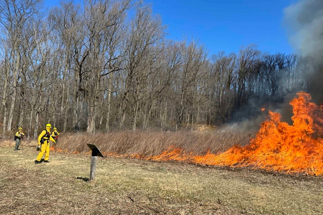 Prescribed fire in progress at Crow's Nest Preserve