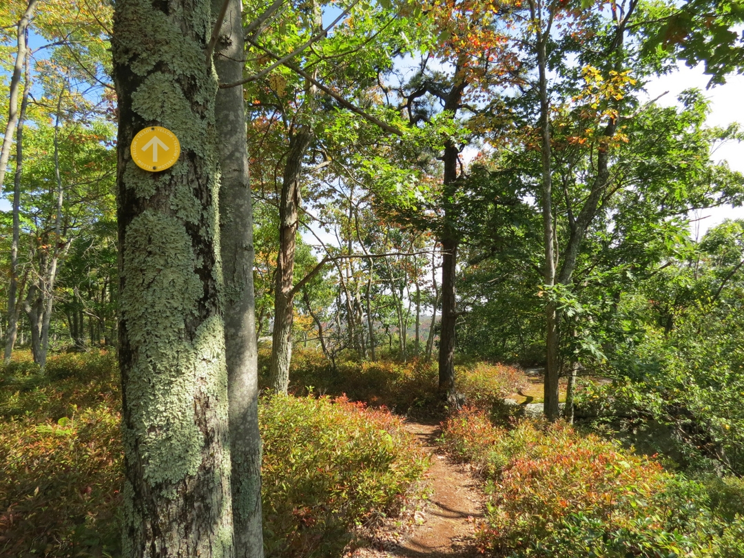 a curved trail through a forest with a yellow trail marker on a tree