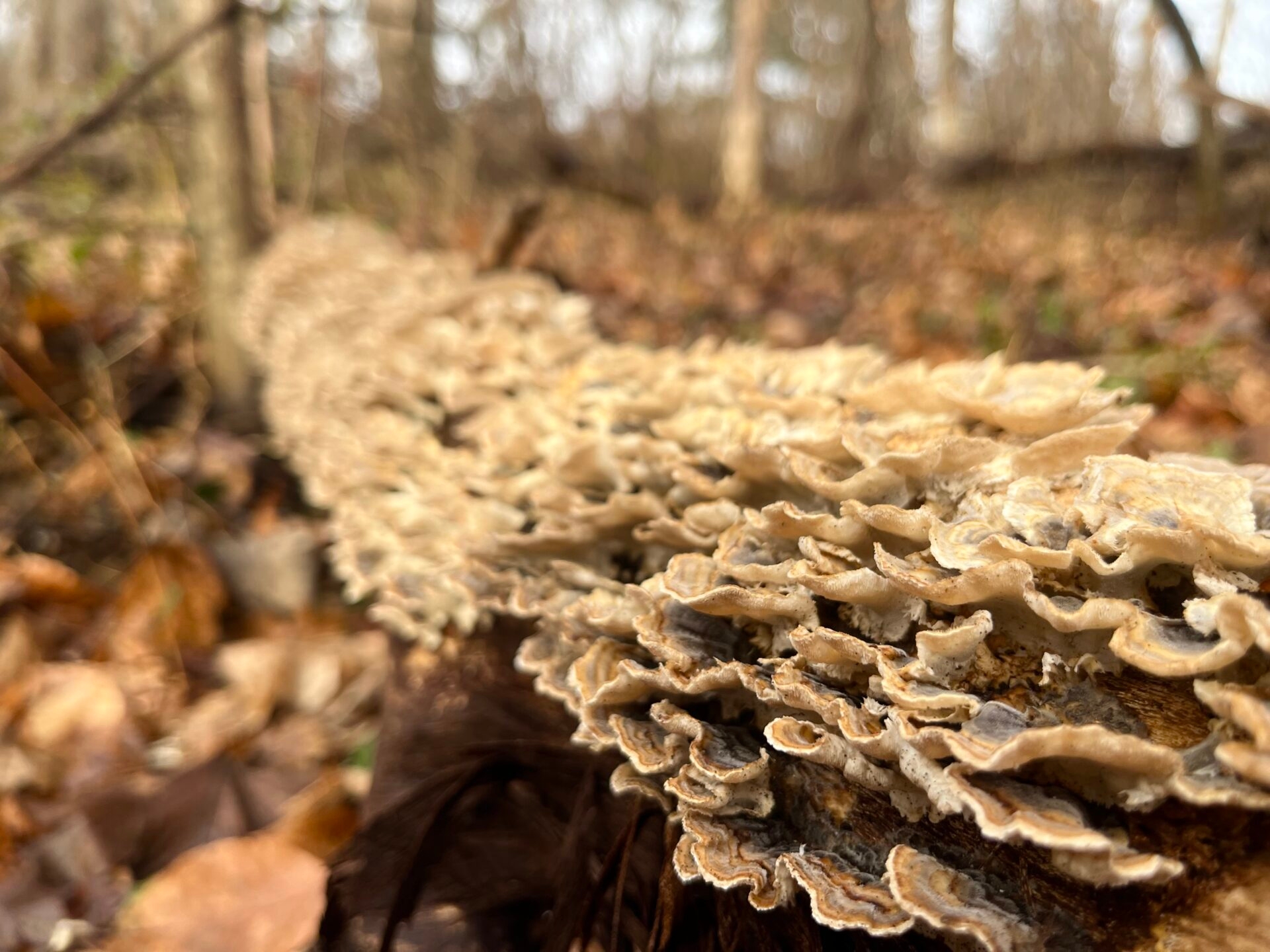 a large amount of rippled fungus cover a dead tree - Turkey tail fungus on a dead tree at Saunders Woods Preserve in winter.
