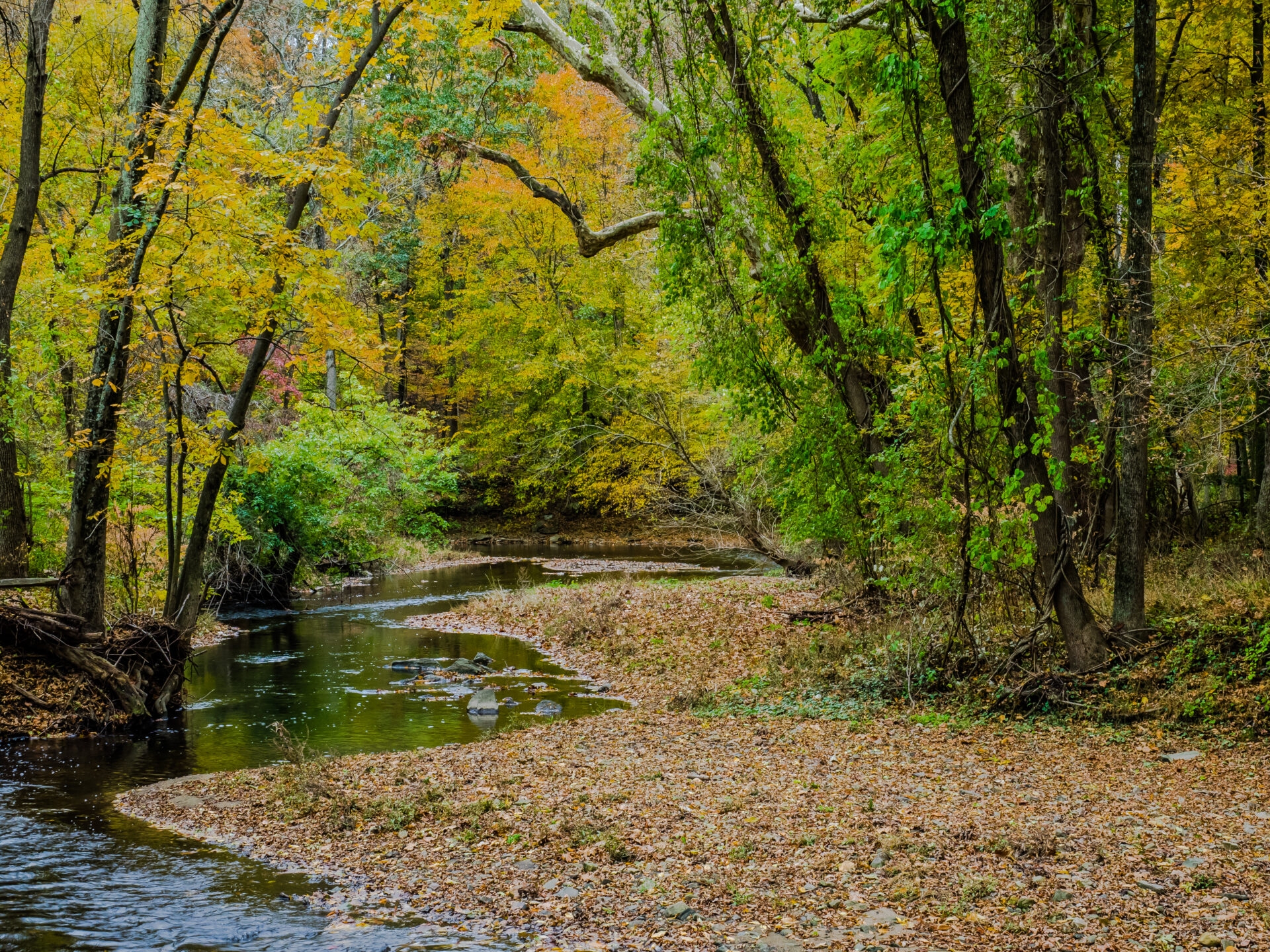 a landscape of a creek running through the woods with green and yellow trees. - Leaves transitioning from green to yellow along Rocky Run Creek at Wawa Preserve in fall.
