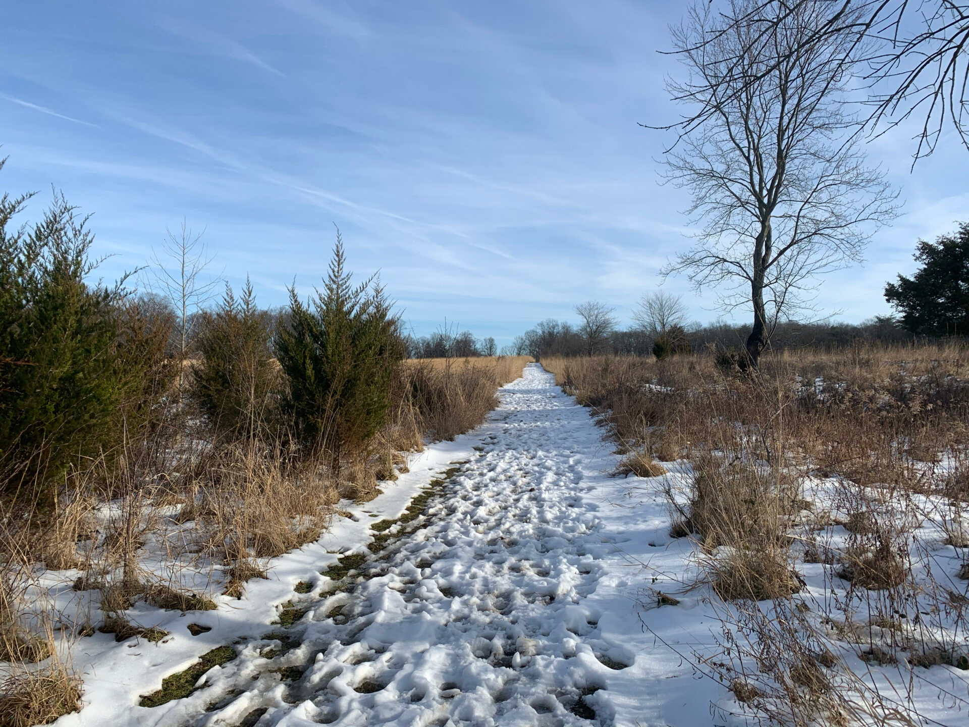 footprints on a snow-covered trail that cuts through a field of tall, brown grasses with a blue sky - Footprints on a snow-covered trail at Willisbrook Preserve in winter.

