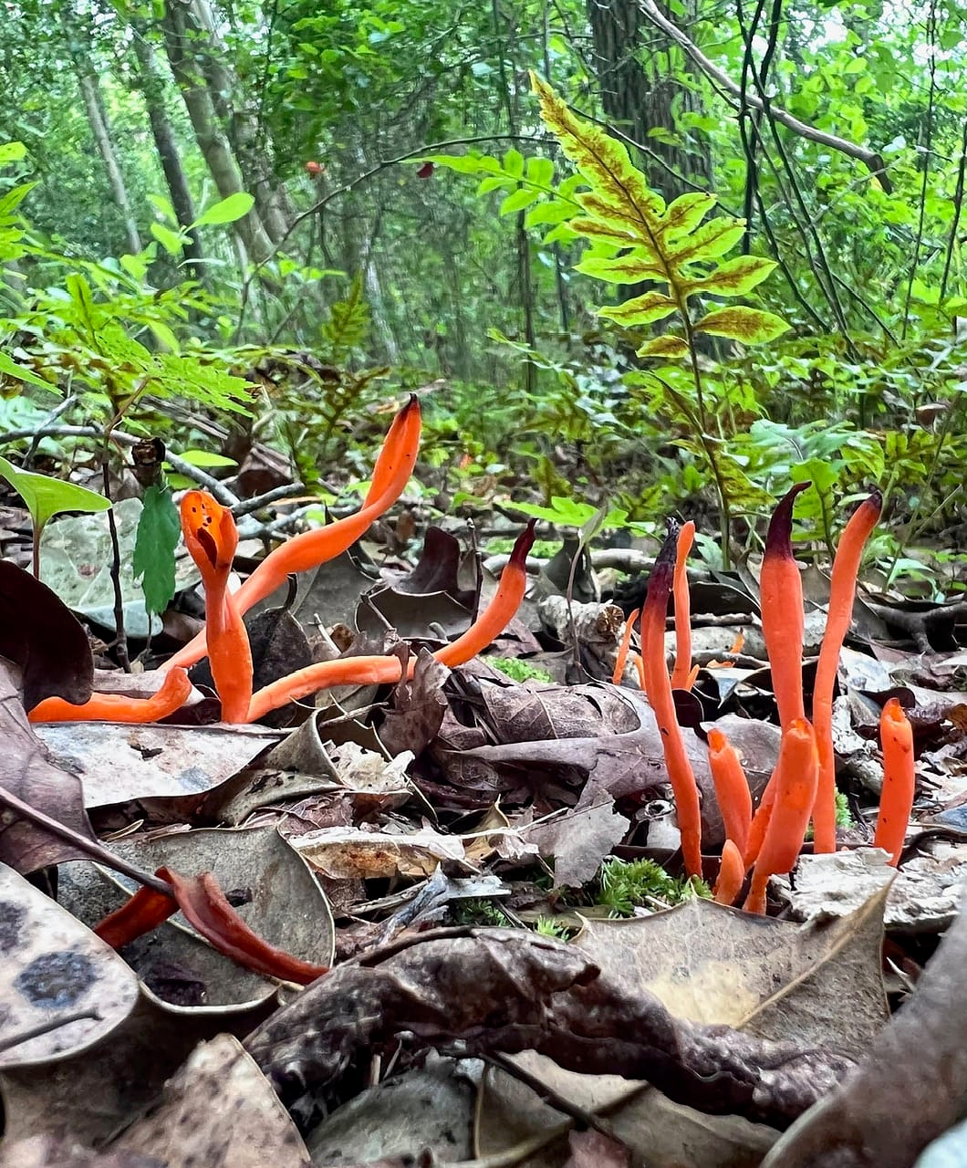 bright orange finger-like fungi sprouting out of the leaf-covered ground - Bright orange fungi sprouting up from the ground at Harold N. Peek Preserve.
