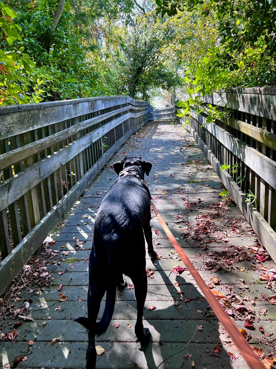 a black dog with leash on a boardwalk surrounded by trees - A dog being walked on a boardwalk at Harold N. Peek Preserve.
