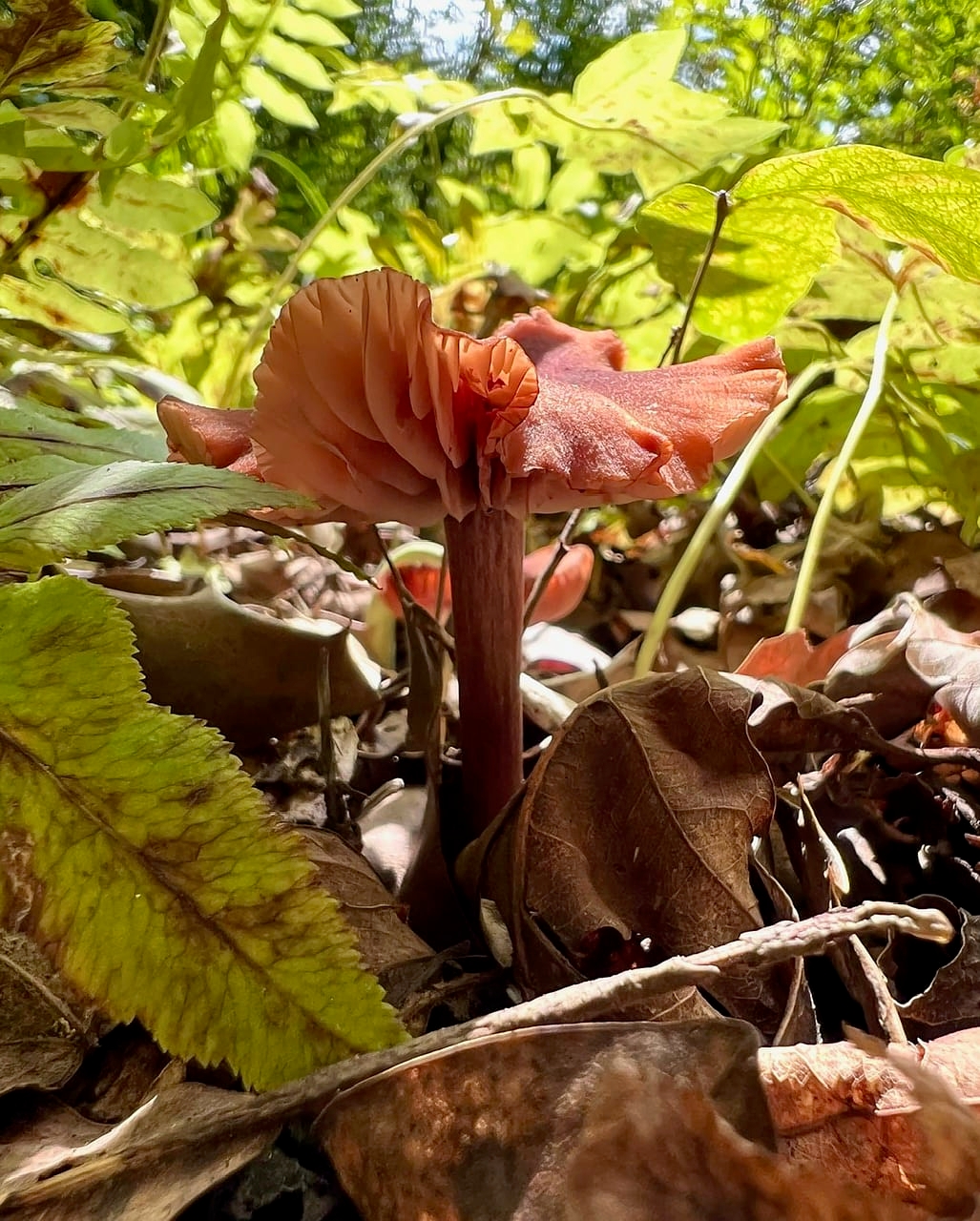 a dark orange mushroom with gills growing from the ground - A mushroom showing off its gills at Harold N. Peek Preserve.
