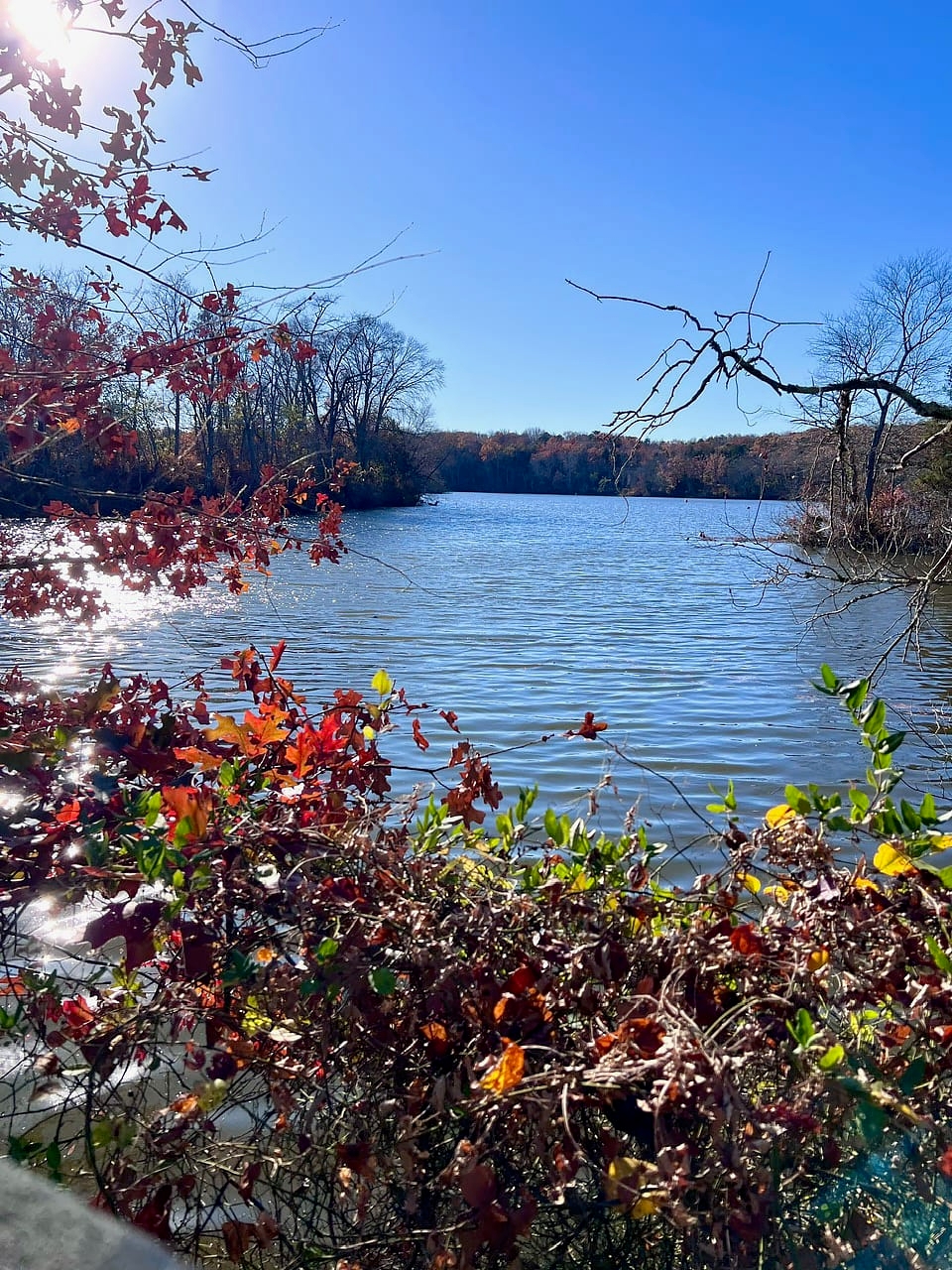a body of water with trees on the horizon and a blue sky - The wetlands of Harold N. Peek Preserve border on the Maurice River.
