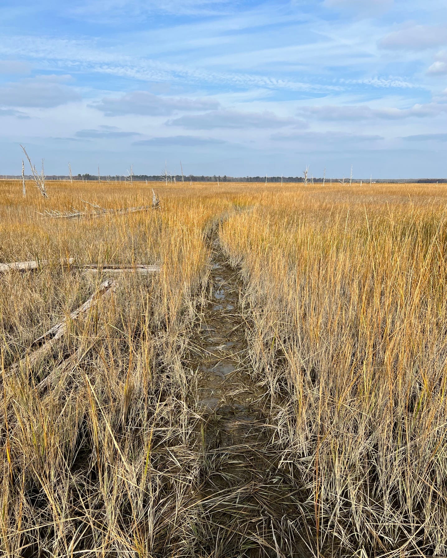 a path winding through a wetlands area with a blue sky above - A trail through the wetlands at Glades Wildlife Refuge in winter. 
