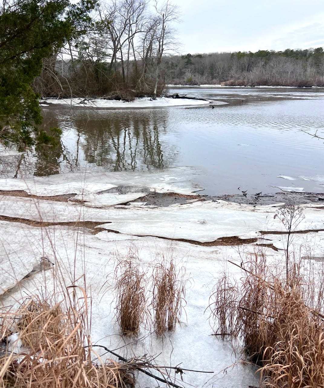 a body of water with ice along the edge with trees in background - Ice forming on the water at Harold N. Peek Preserve in winter.
