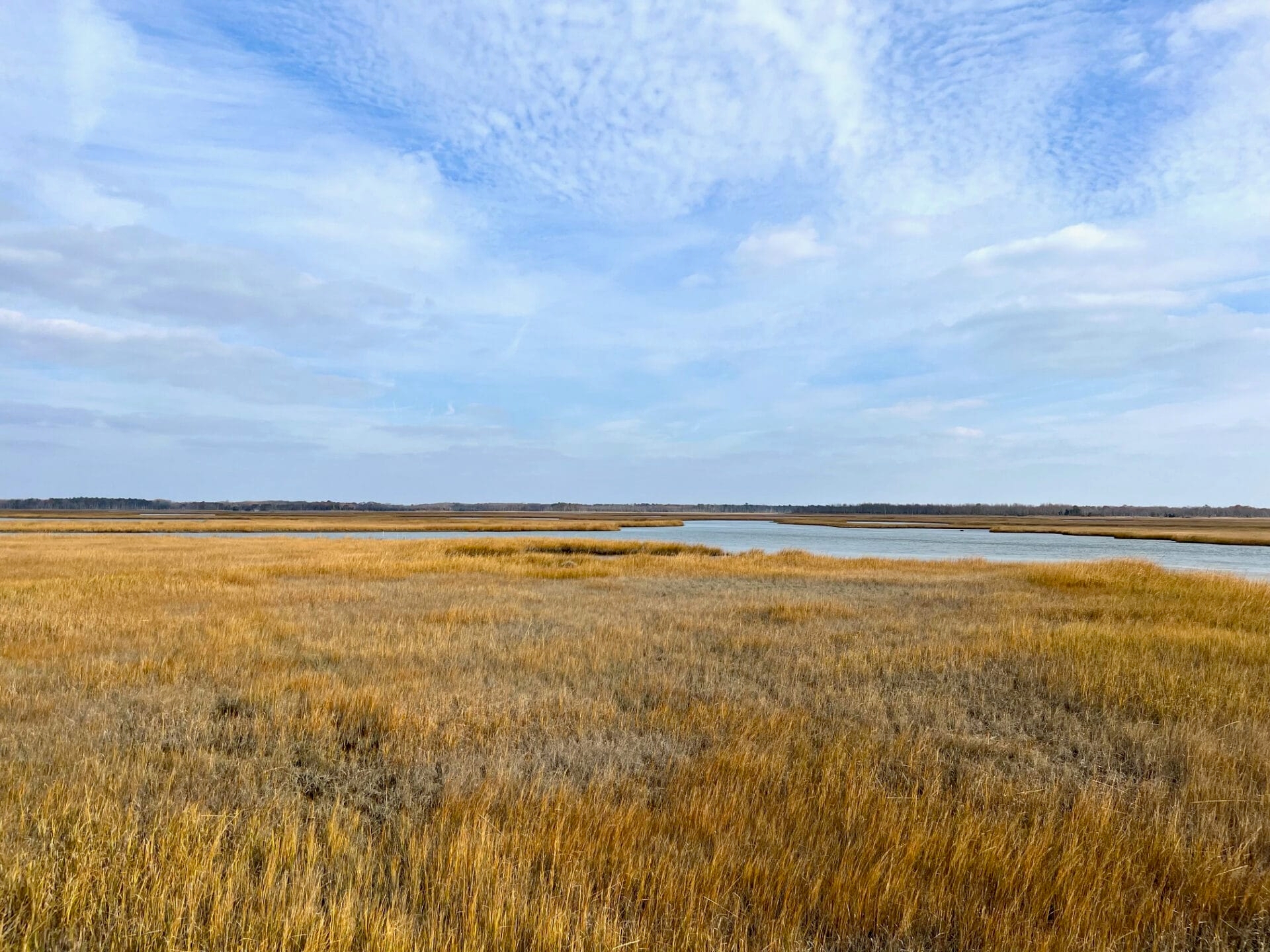 a wetlands area with tall brown grasses and a body of water with a cloudy blue sky above - The wetlands in winter with a blue, cloudy sky above at Glades Wildlife Refuge.
