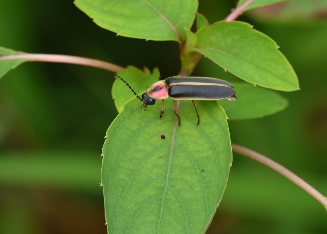 A firefly on a green leaf