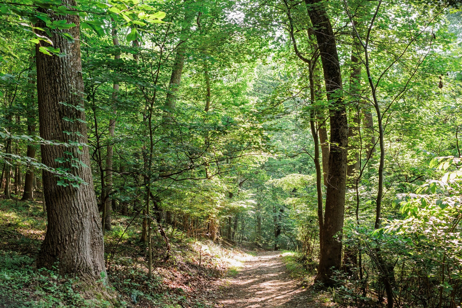 A dirt trail with shadows cast by the sun as it shines through the leaves of the trees in a forest. - Sunshine casting shadows along Rocky Run Trail at Wawa Preserve in late spring. 

