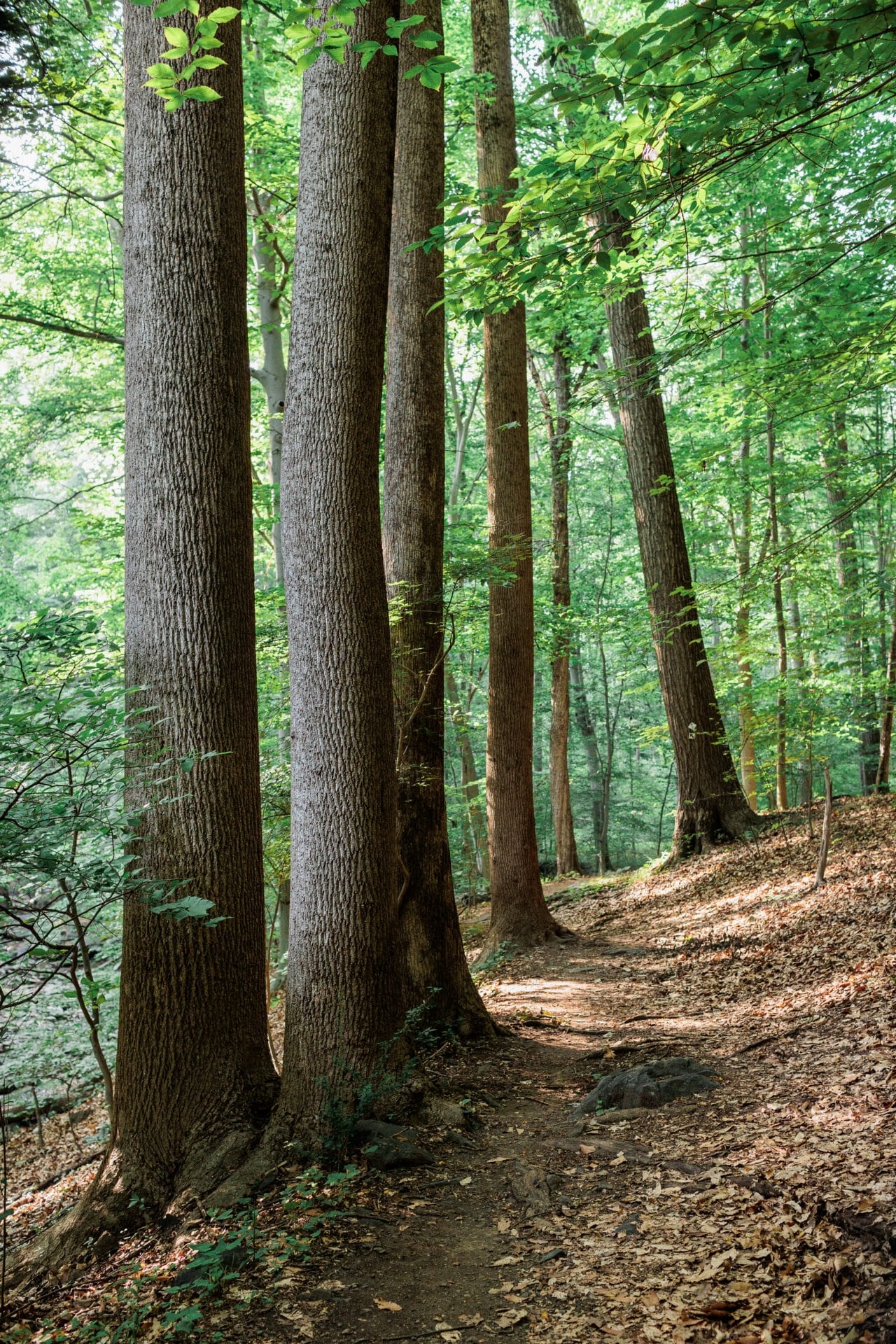 Several tall tree trunks in a forest with a dirt trail. - Tall tree trunks along Rocky Run Trail at Wawa Preserve.
