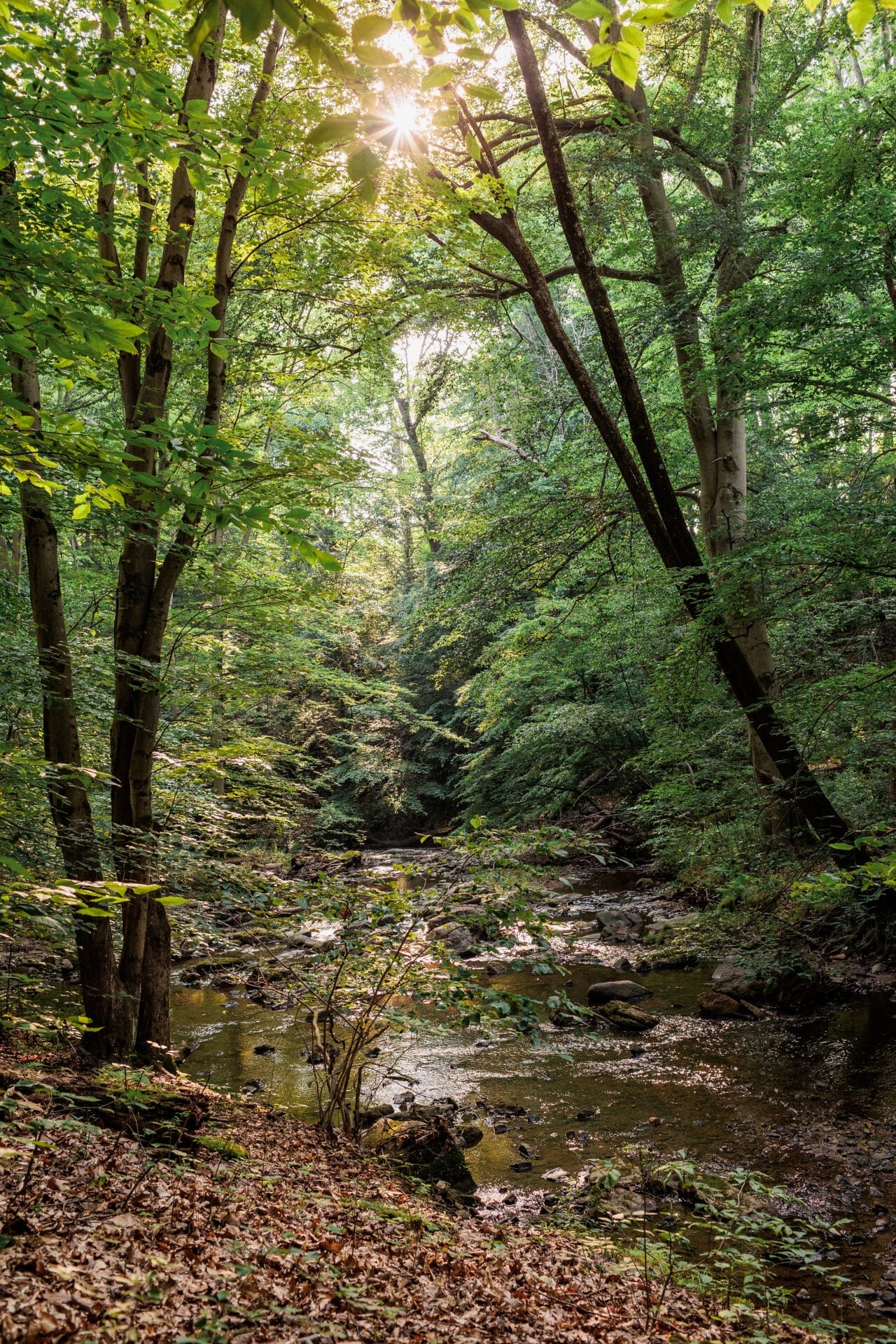 The sun shining through the trees in a forest with a creek running through it. - Rocky Run Trail runs along the edge of the creek at Wawa Preserve.

