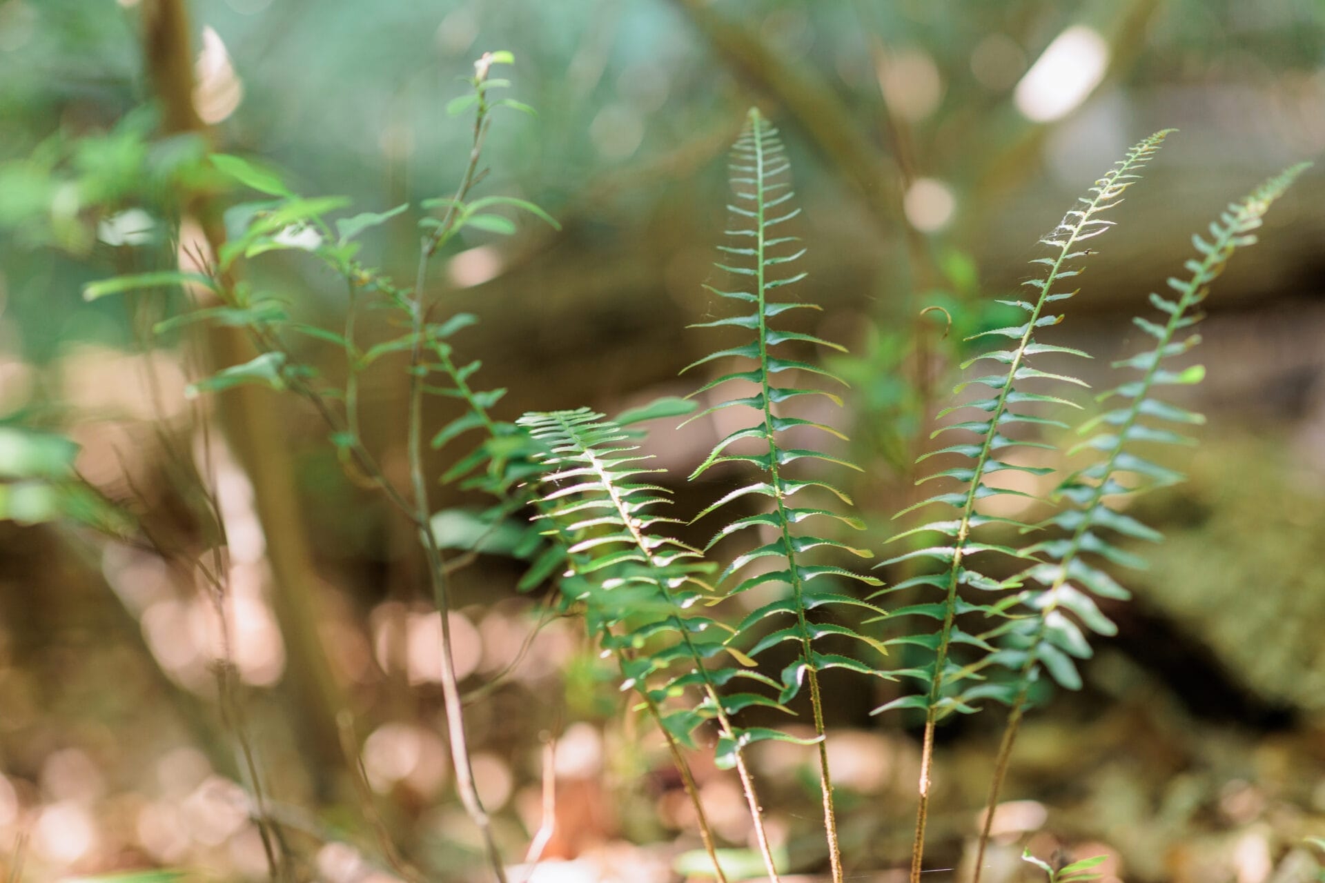 Fern fronds growing out from the ground surrounded by dappled sunlight. - Ferns in dappled sunlight at Wawa Preserve in spring.
