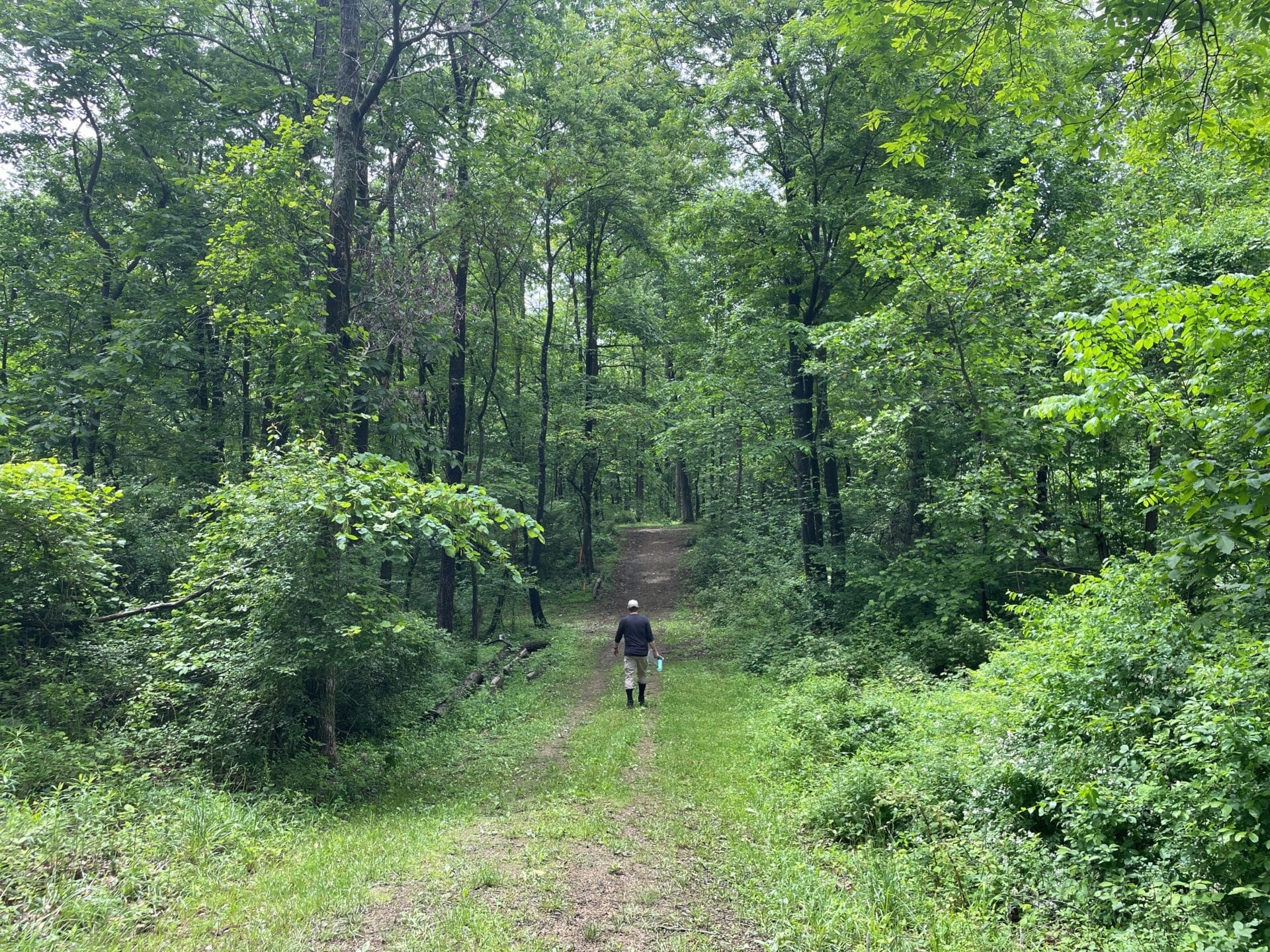 A man walks along a trail into a green woodland