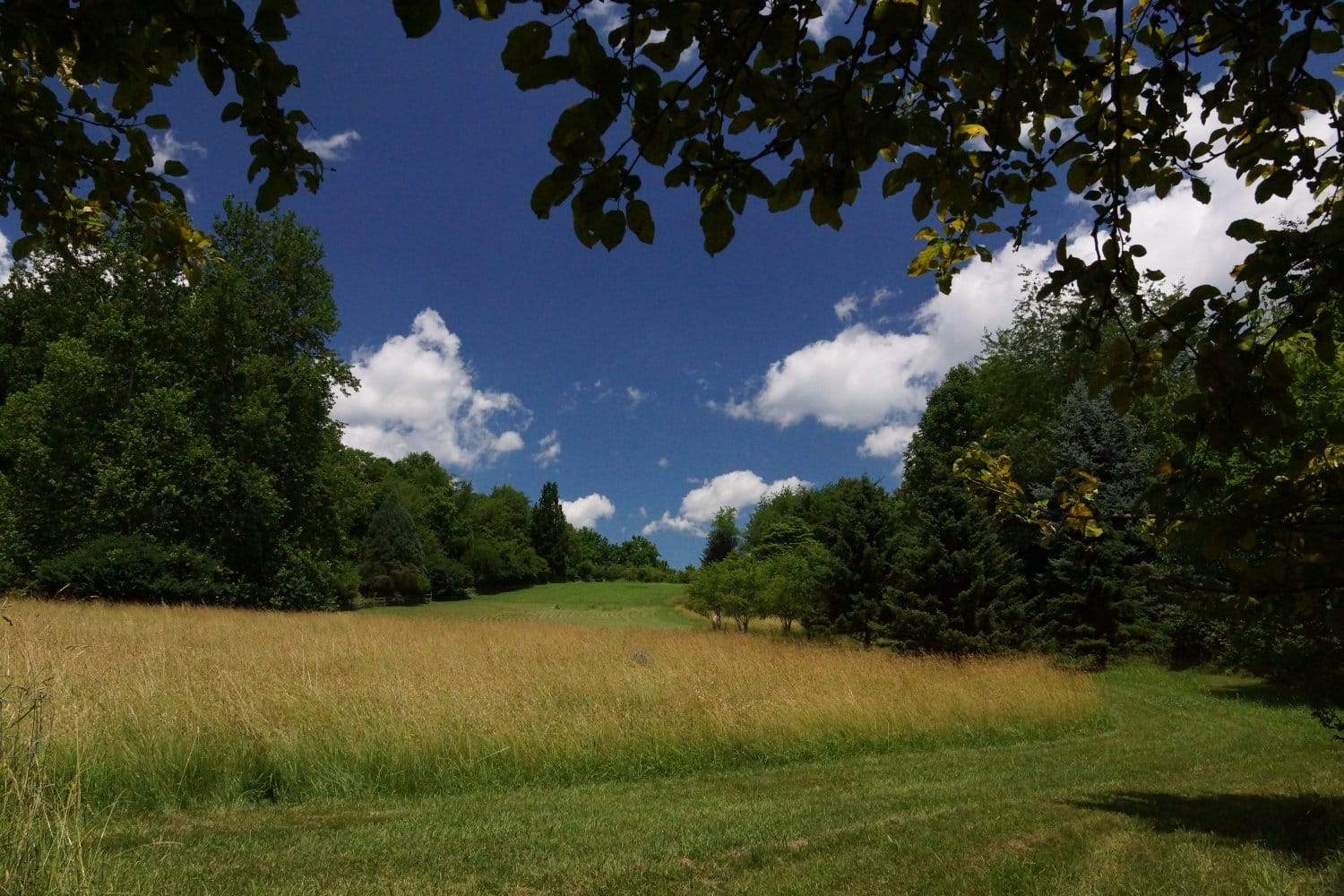 A lush meadow with surrounding trees under a blue sky with puffy clouds.
