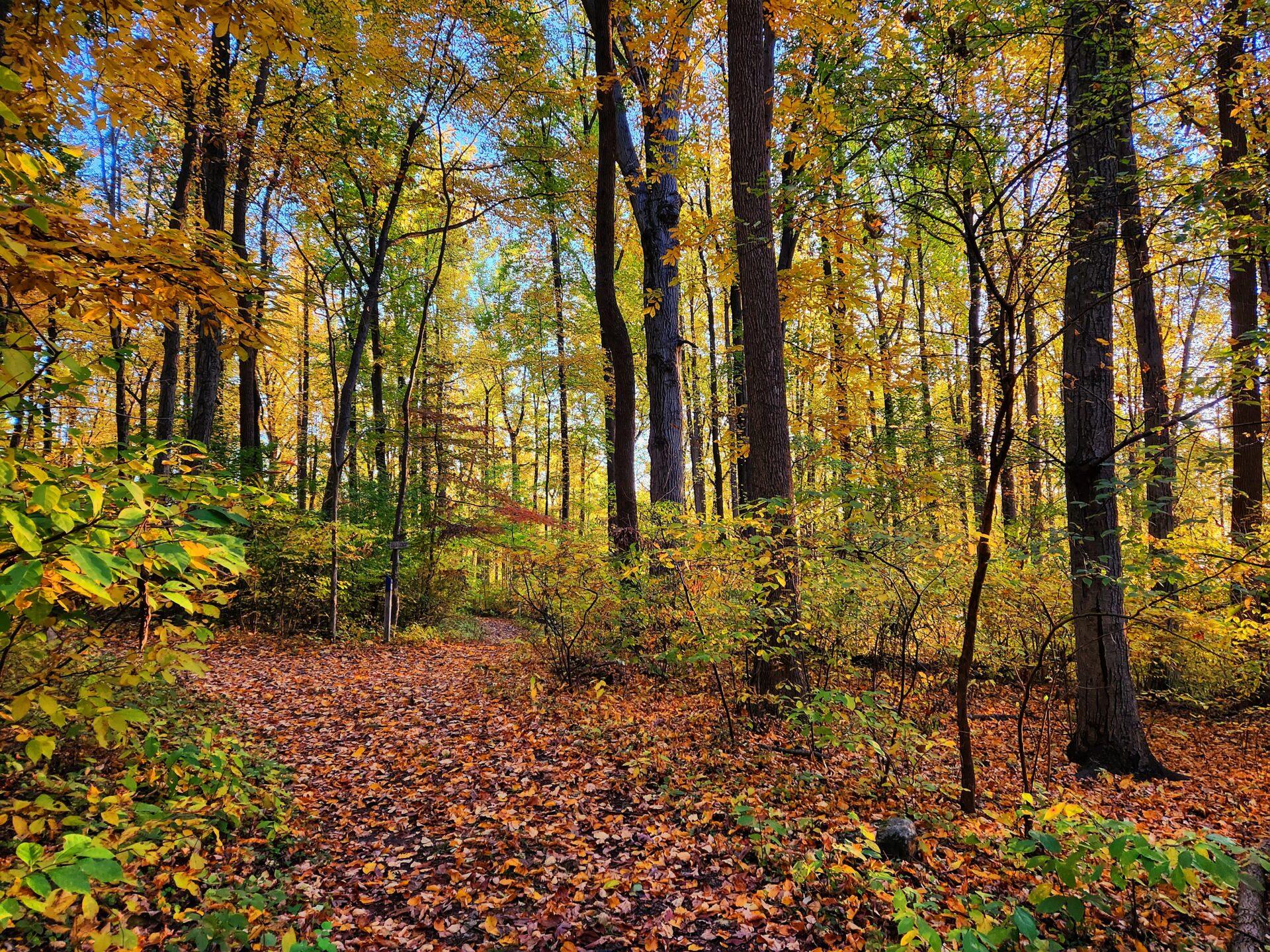 a forest with trees with yellow and orange leaves and brown leaves on the ground