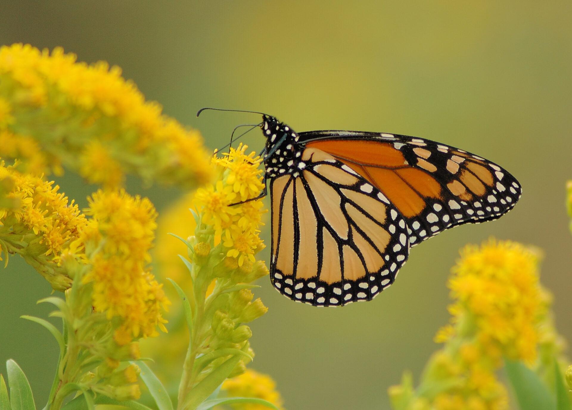 an orange and black butterfly on yellow flowers