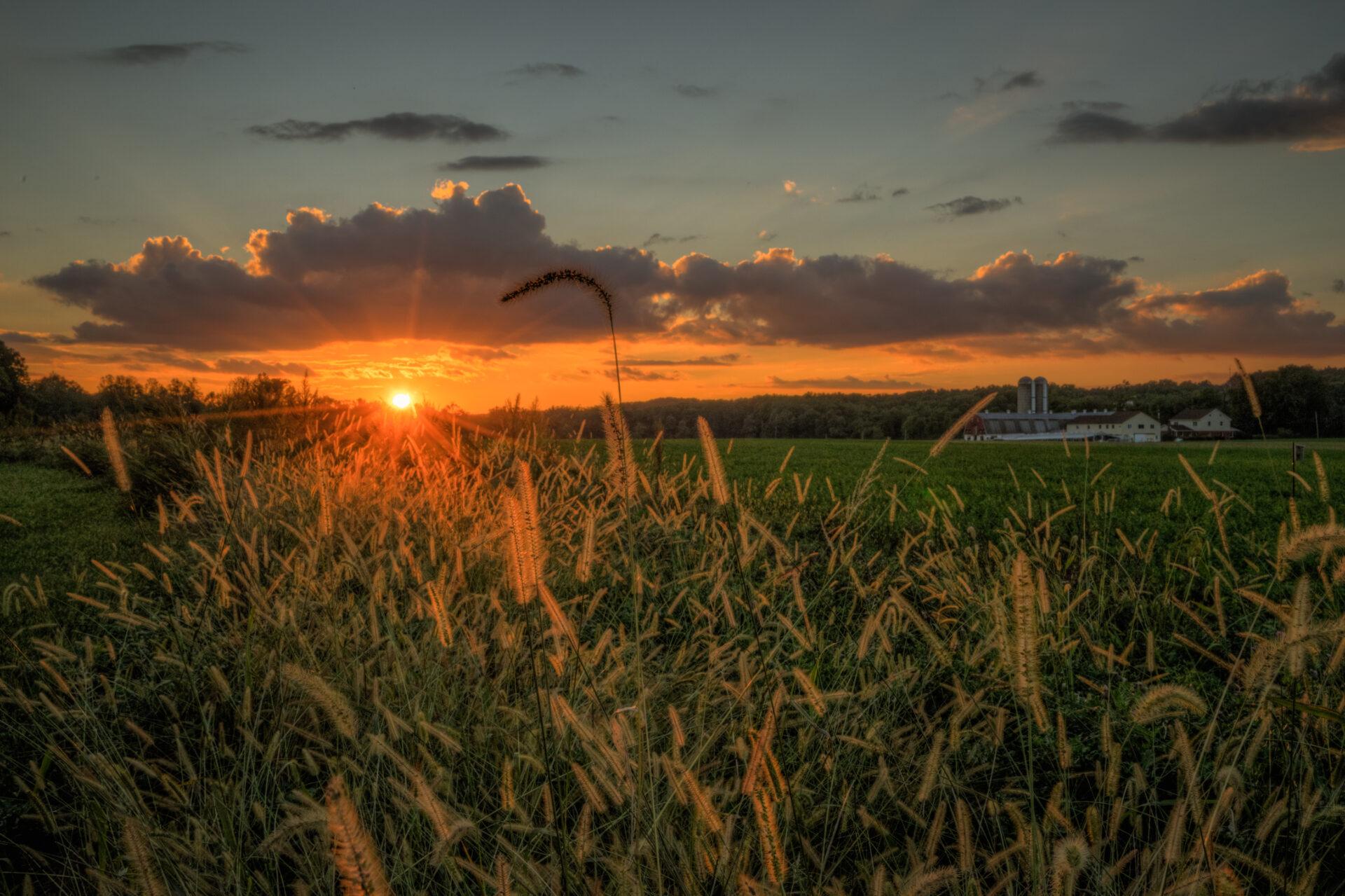 Sunset over a field of wheat with colorful clouds overhead and a farm in the distance.