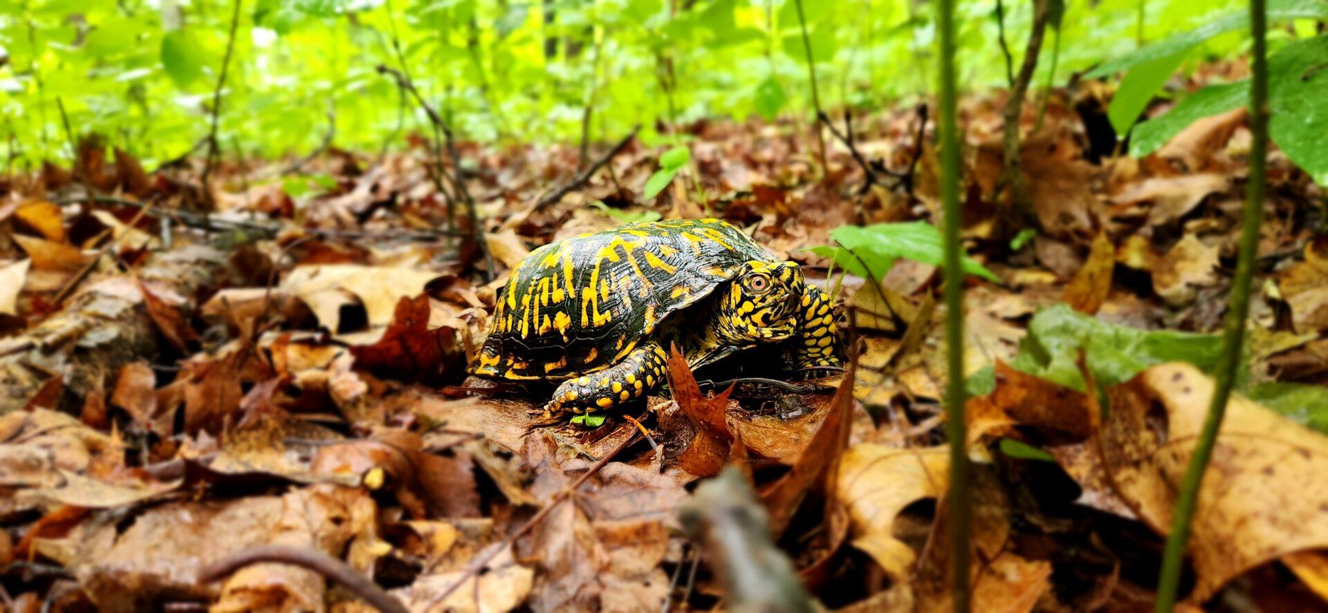 a dark brown and bright yellow turtle crawling on brown leaves