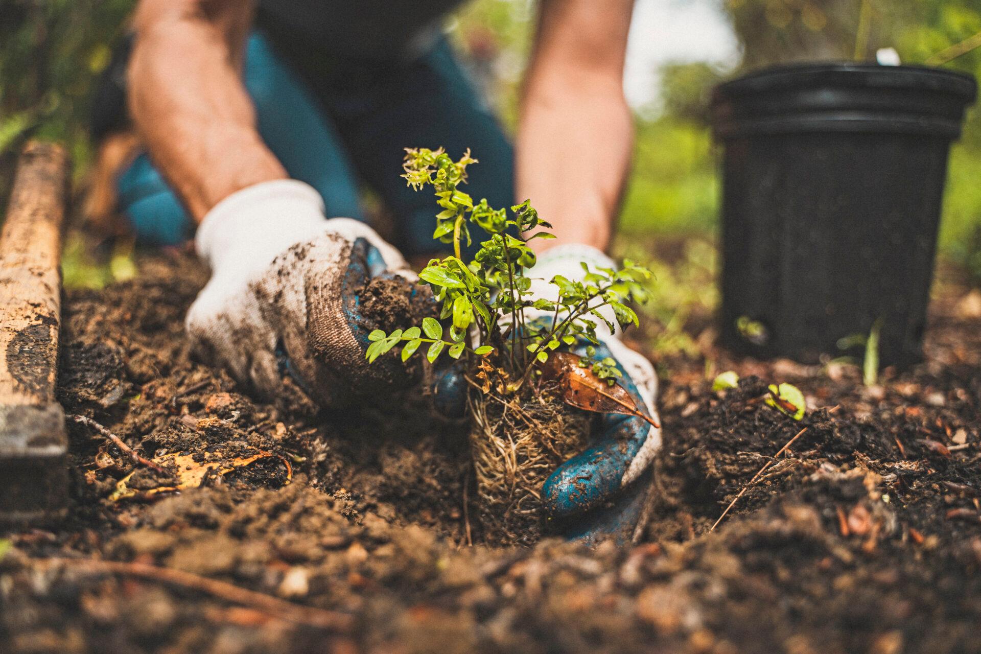 a close-up of gloved hands planting a plant in the ground