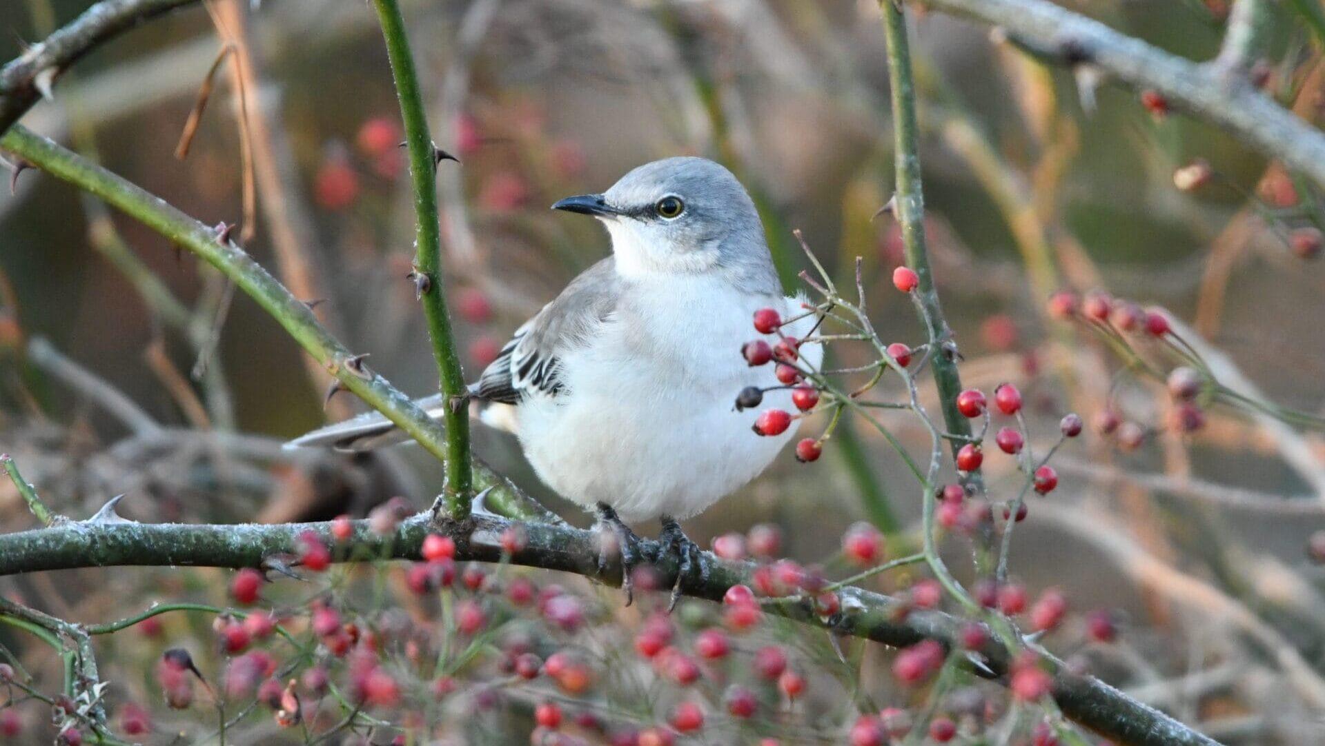 a white bird with gray head and wings on a branch filled with red berries