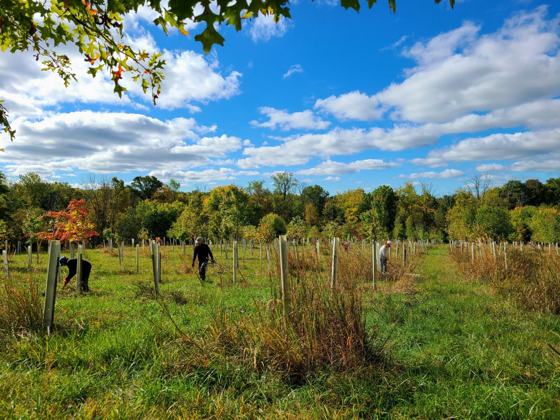 a landscape with tree tubes protecting young trees and three people cleaning up around them