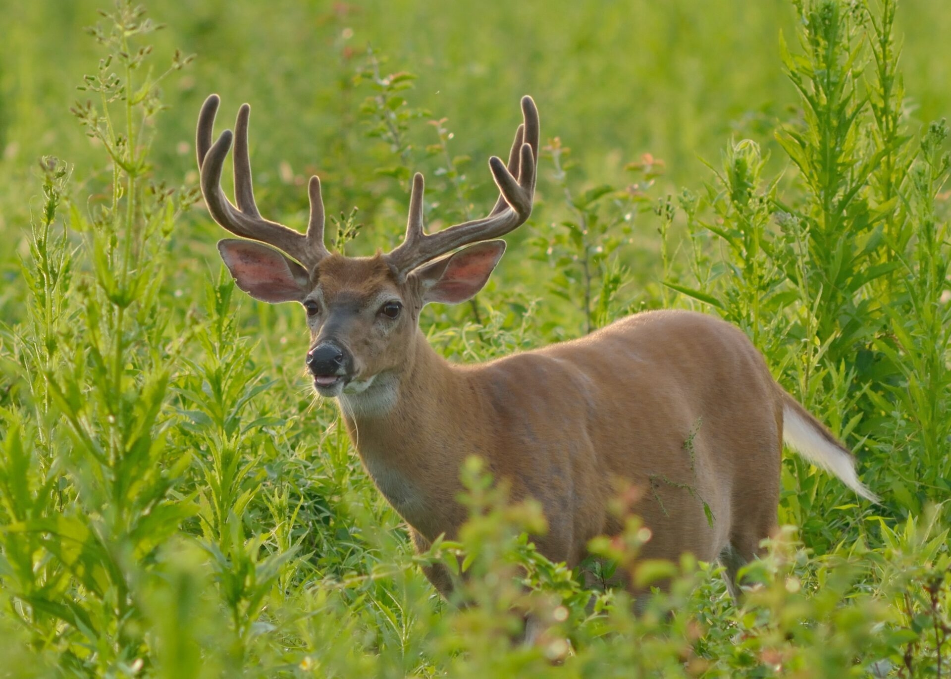 a nine-point buck deer in a green meadow