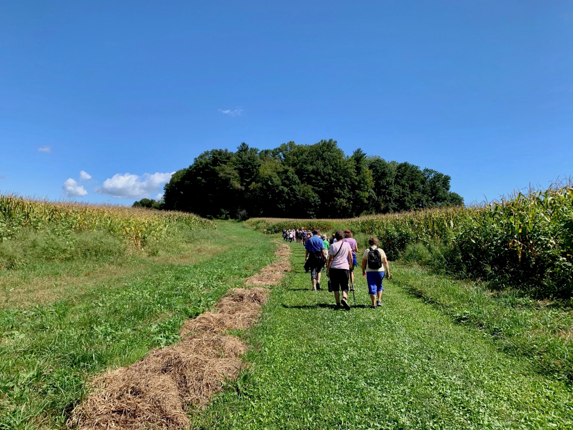 a group of people walking down a grassy, mown path through a cornfield