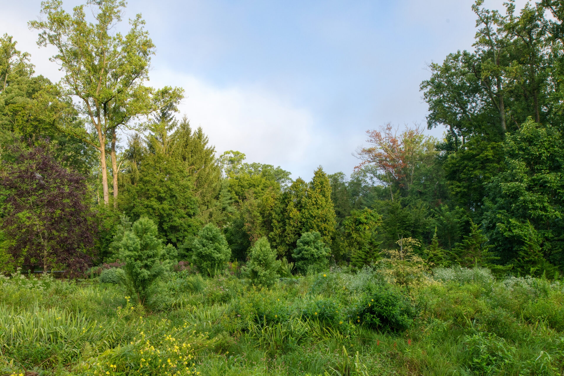 a densely planted area of mostly green low-growing plants, shrubs, and trees