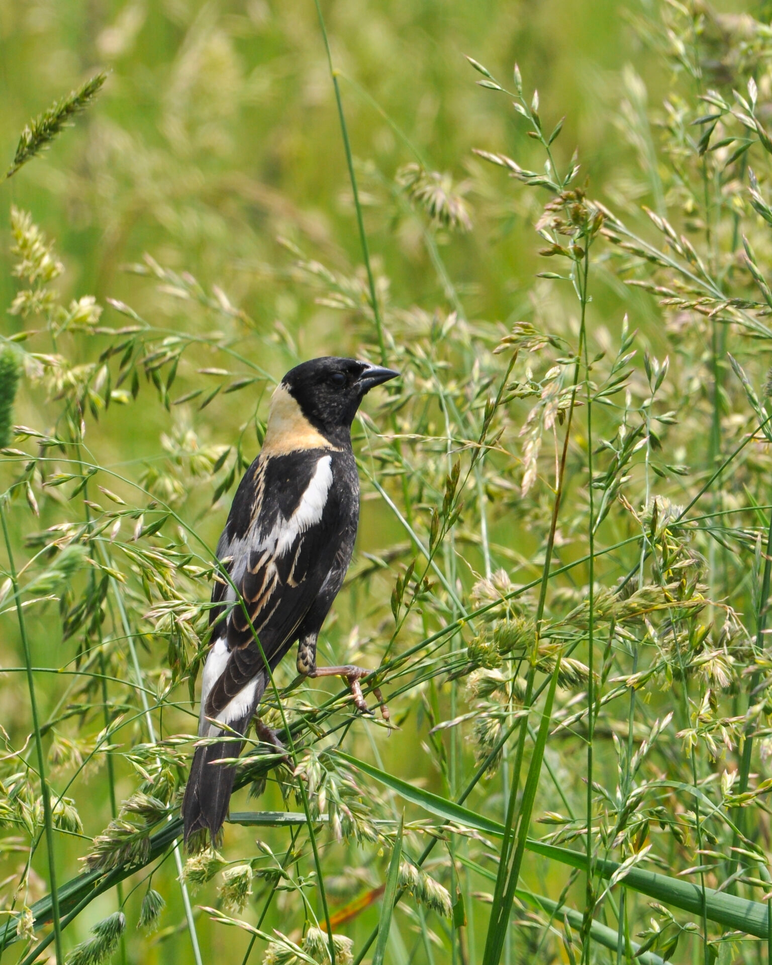 a black and white bird with an orangish neck perched on some green grasses