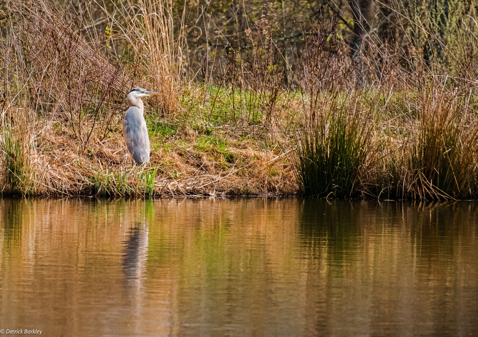 A large grayish blue bird stands at the edge of a small pond hunting for fish.