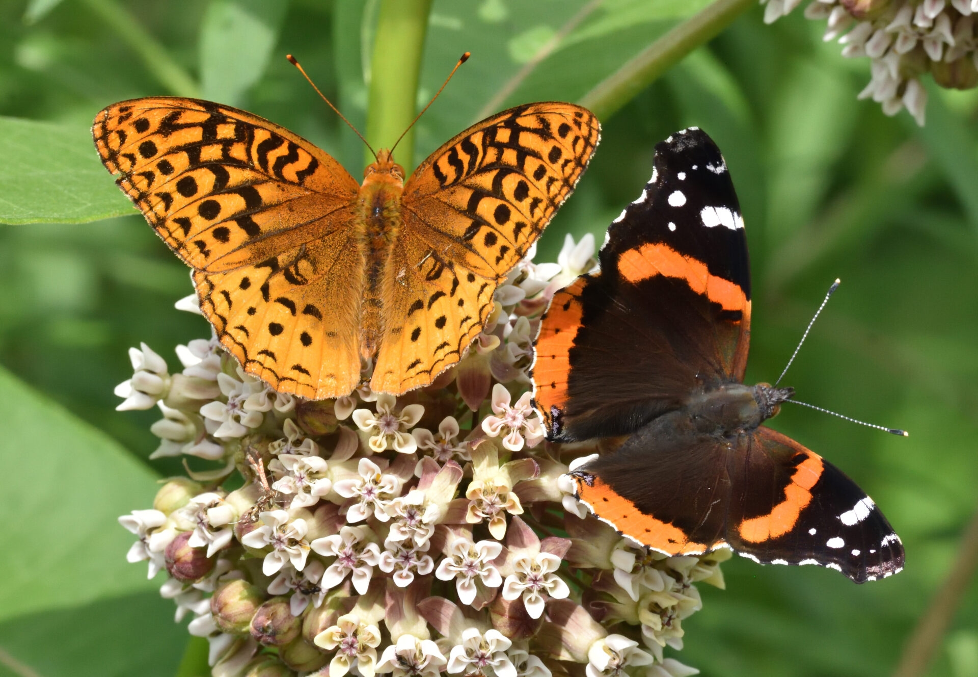 a yellow and black butterfly and a black butterfly with white and orange splotches on a pale pink flower cluster